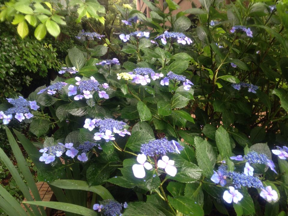 10462913_1433515240254732_2651115692016446630_n